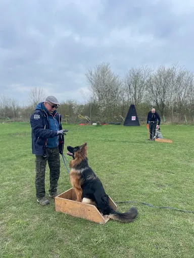 Frolenko Trening - szkolenie psów/ Szczecin